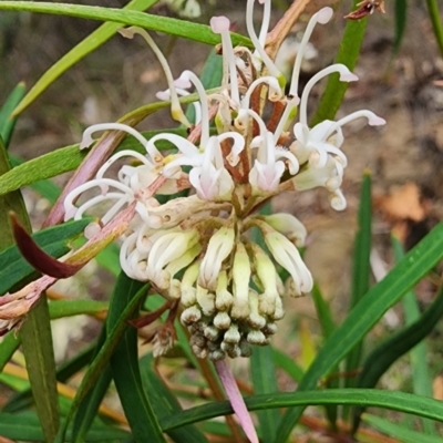 Grevillea linearifolia (Linear Leaf Grevillea) at Northbridge, NSW - 2 Dec 2023 by Steve818