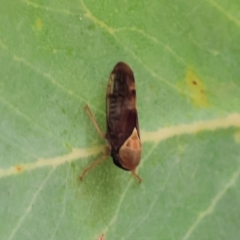 Brunotartessus fulvus (Yellow-headed Leafhopper) at WREN Reserves - 30 Nov 2023 by KylieWaldon