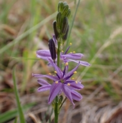 Caesia calliantha (Blue Grass-lily) at Belconnen, ACT - 22 Nov 2023 by CathB
