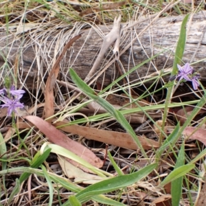 Caesia calliantha at Mount Painter - 22 Nov 2023 04:43 PM