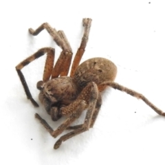 Neosparassus calligaster (Beautiful Badge Huntsman) at Canberra Central, ACT - 2 Dec 2023 by JohnBundock