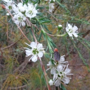 Bibio imitator at Sth Tablelands Ecosystem Park - 1 Dec 2023 03:56 PM