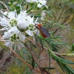 Bibio imitator at Sth Tablelands Ecosystem Park - 1 Dec 2023 03:56 PM