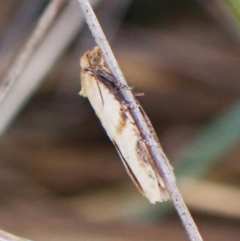 Meritastis ursina (A Tortricid moth) at Mount Painter - 30 Nov 2023 by CathB