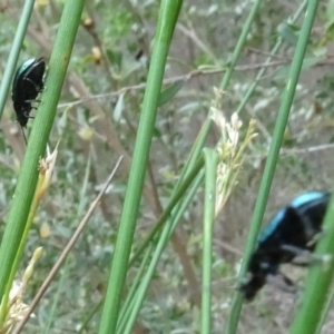 Altica sp. (genus) at Sth Tablelands Ecosystem Park - 1 Dec 2023