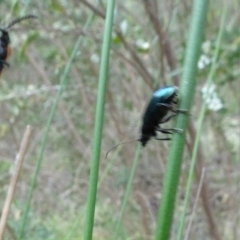 Altica sp. (genus) at Sth Tablelands Ecosystem Park - 1 Dec 2023