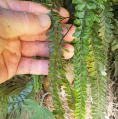 Adiantum hispidulum var. hispidulum at Bullen Range - suppressed