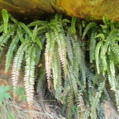 Adiantum hispidulum var. hispidulum at Bullen Range - suppressed