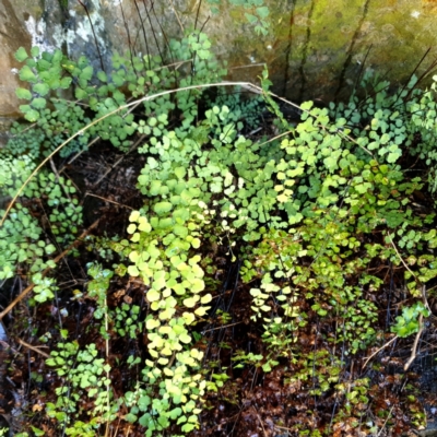 Adiantum aethiopicum (Common Maidenhair Fern) at Paddys River, ACT - 2 Dec 2023 by gregbaines