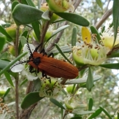 Porrostoma rhipidium (Long-nosed Lycid (Net-winged) beetle) at Sth Tablelands Ecosystem Park - 1 Dec 2023 by AndyRussell