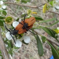 Porrostoma rhipidium at Sth Tablelands Ecosystem Park - 1 Dec 2023