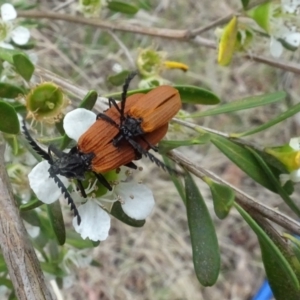 Porrostoma rhipidium at Sth Tablelands Ecosystem Park - 1 Dec 2023 03:40 PM