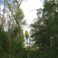 Unidentified Plant at Brunswick Heads, NSW - 6 Nov 2023 by SagefireBloomingInc