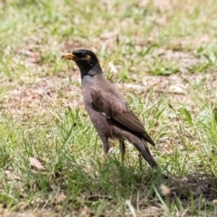 Acridotheres tristis (Common Myna) at Higgins, ACT - 2 Dec 2023 by Untidy
