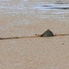 Chelodina longicollis (Eastern Long-necked Turtle) at Jerrabomberra Wetlands - 2 Dec 2023 by JimL