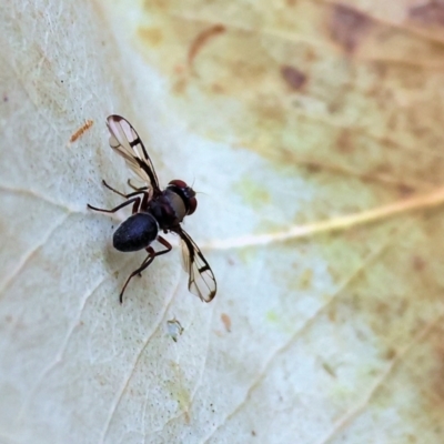 Pogonortalis doclea (Boatman fly) at Wodonga - 30 Nov 2023 by KylieWaldon