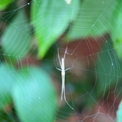 Tetragnatha sp. (genus) (Long-jawed spider) at QPRC LGA - 2 Dec 2023 by Hejor1