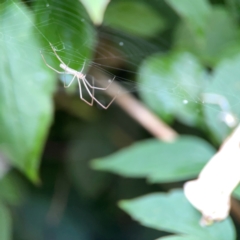 Tetragnatha sp. (genus) at QPRC LGA - 2 Dec 2023 05:14 PM