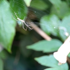 Tetragnatha sp. (genus) at QPRC LGA - 2 Dec 2023 05:14 PM