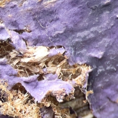 Phlebiopsis crassa (A corticioid or paint fungi) at Surf Beach, NSW - 2 Dec 2023 by Hejor1