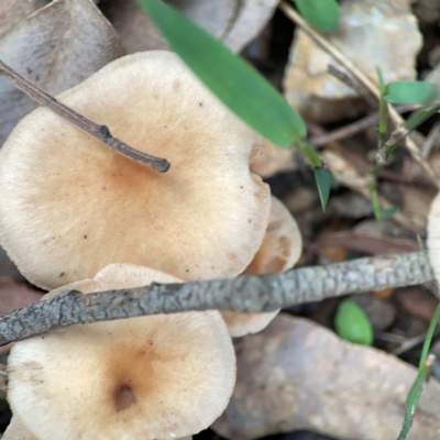 zz agaric (stem; gills white/cream) at Surf Beach, NSW - 2 Dec 2023 by Hejor1