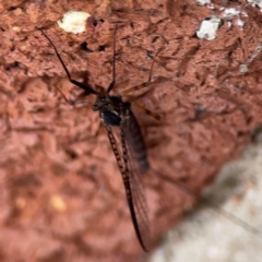 Leptophlebidae (family) (Mayfly) at QPRC LGA - 2 Dec 2023 by Hejor1