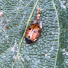 Hippodamia variegata at QPRC LGA - 2 Dec 2023