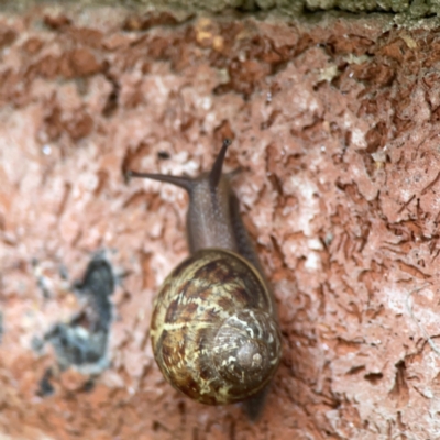 Cornu aspersum (Common Garden Snail) at Braidwood, NSW - 2 Dec 2023 by Hejor1