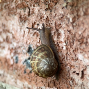 Cornu aspersum at QPRC LGA - 2 Dec 2023