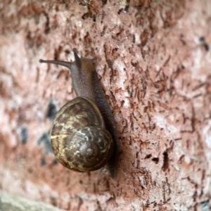 Cornu aspersum at QPRC LGA - 2 Dec 2023