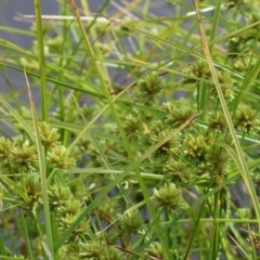 Cyperus eragrostis (Umbrella Sedge) at Gordon Craig Park - 30 Nov 2023 by KylieWaldon