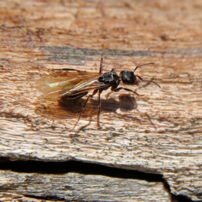 Myrmecia sp. (genus) (Bull ant or Jack Jumper) at Cantor Crescent Woodland, Higgins - 1 Dec 2023 by Trevor