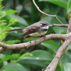 Rhipidura albiscapa (Grey Fantail) at Gordon Craig Park - 30 Nov 2023 by KylieWaldon