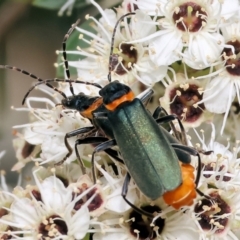 Chauliognathus lugubris (Plague Soldier Beetle) at Gordon Craig Park - 30 Nov 2023 by KylieWaldon