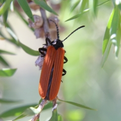 Porrostoma rhipidium (Long-nosed Lycid (Net-winged) beetle) at Cantor Crescent Woodland, Higgins - 1 Dec 2023 by Trevor