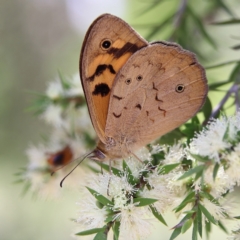 Heteronympha merope (Common Brown Butterfly) at Higgins, ACT - 1 Dec 2023 by Trevor
