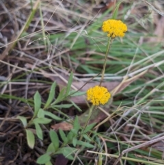 Leptorhynchos squamatus subsp. squamatus (Scaly Buttons) at Burrinjuck, NSW - 2 Dec 2023 by sduus