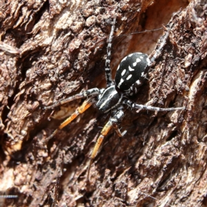 Nyssus coloripes at Cantor Crescent Woodland, Higgins - 2 Dec 2023 10:03 AM