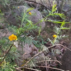 Senna aciphylla at Burrinjuck, NSW - 2 Dec 2023 06:54 PM