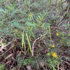 Senna aciphylla at Burrinjuck, NSW - 2 Dec 2023