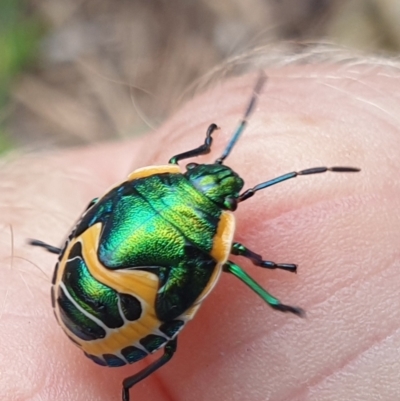 Scutiphora pedicellata (Metallic Jewel Bug) at Paddys River, ACT - 2 Dec 2023 by gregbaines