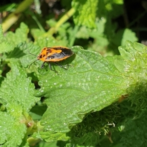 Agonoscelis rutila at Bullen Range - 2 Dec 2023