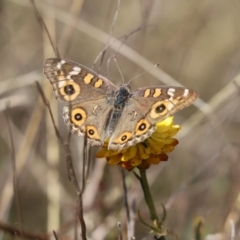 Junonia villida (Meadow Argus) at Mount Painter - 2 Dec 2023 by Tammy