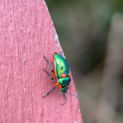 Scutiphora pedicellata (Metallic Jewel Bug) at QPRC LGA - 2 Dec 2023 by Hejor1