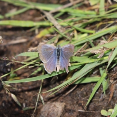 Zizina otis (Common Grass-Blue) at Mount Painter - 2 Dec 2023 by Tammy