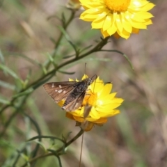 Trapezites luteus (Yellow Ochre, Rare White-spot Skipper) at Mount Painter - 1 Dec 2023 by Tammy