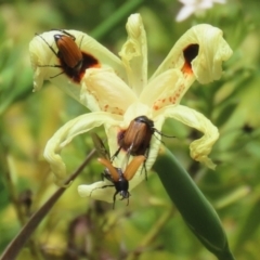 Phyllotocus rufipennis (Nectar scarab) at Symonston, ACT - 2 Dec 2023 by RodDeb