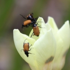 Phyllotocus rufipennis at Symonston, ACT - 2 Dec 2023