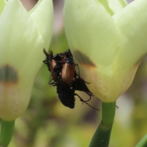 Phyllotocus rufipennis at Symonston, ACT - 2 Dec 2023