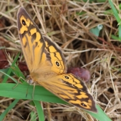 Heteronympha merope (Common Brown Butterfly) at Gordon Craig Park - 30 Nov 2023 by KylieWaldon